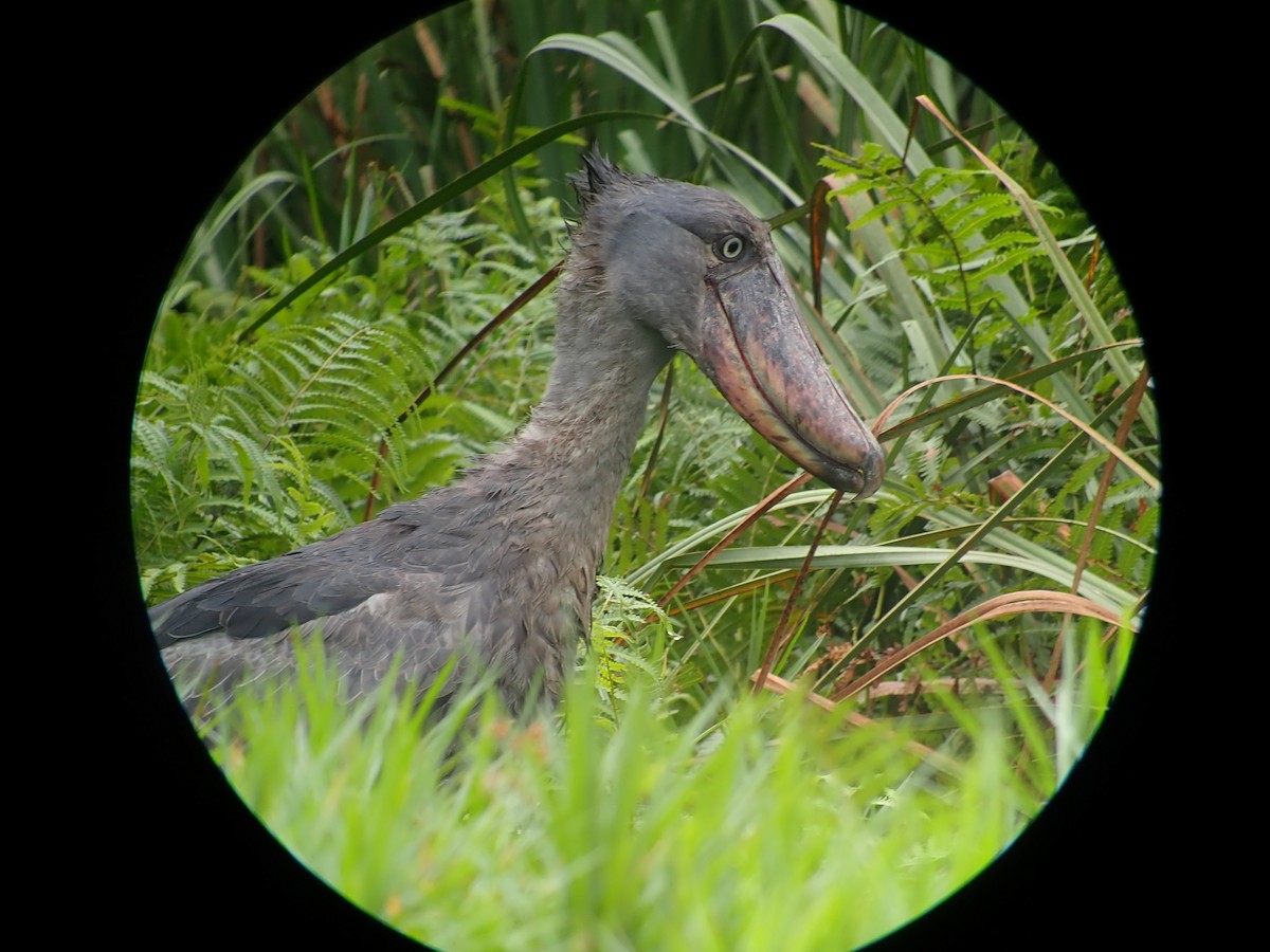 Shoebill - ML205538161