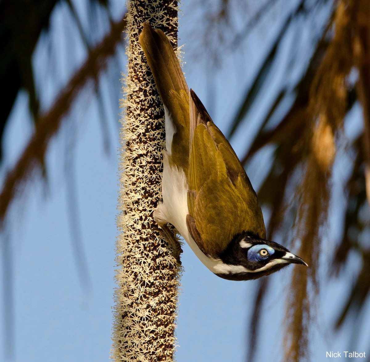 Blue-faced Honeyeater (Blue-faced) - Nicholas Talbot