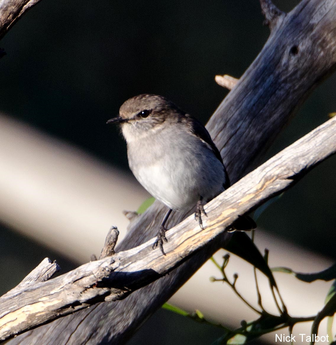 Hooded Robin - ML205539101