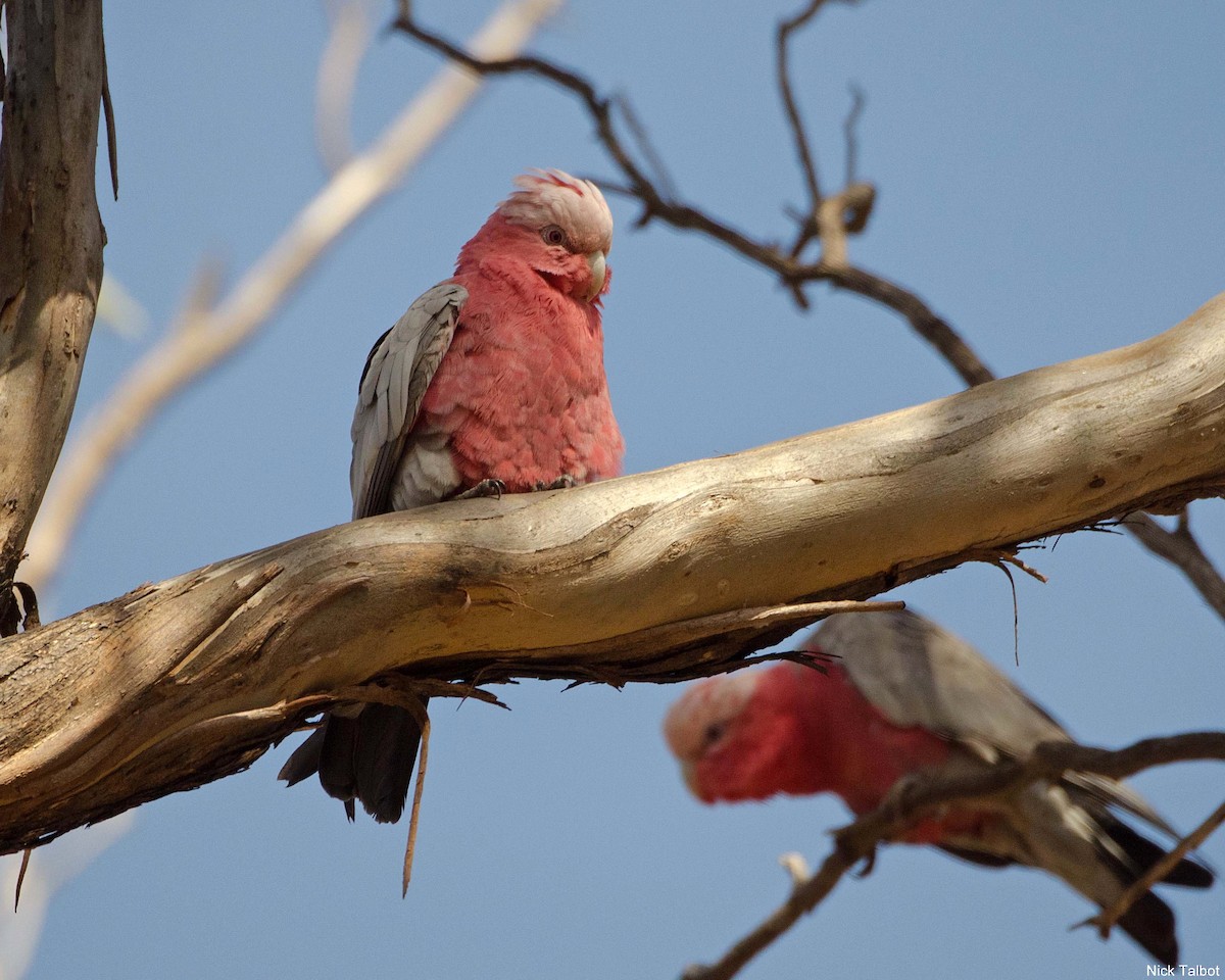 Cacatúa Galah - ML205539311