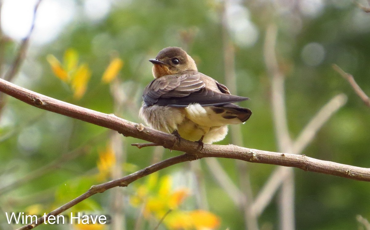 Tawny-headed Swallow - Wim ten Have