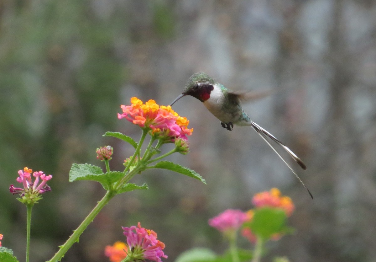 Peruvian Sheartail - ML205539621