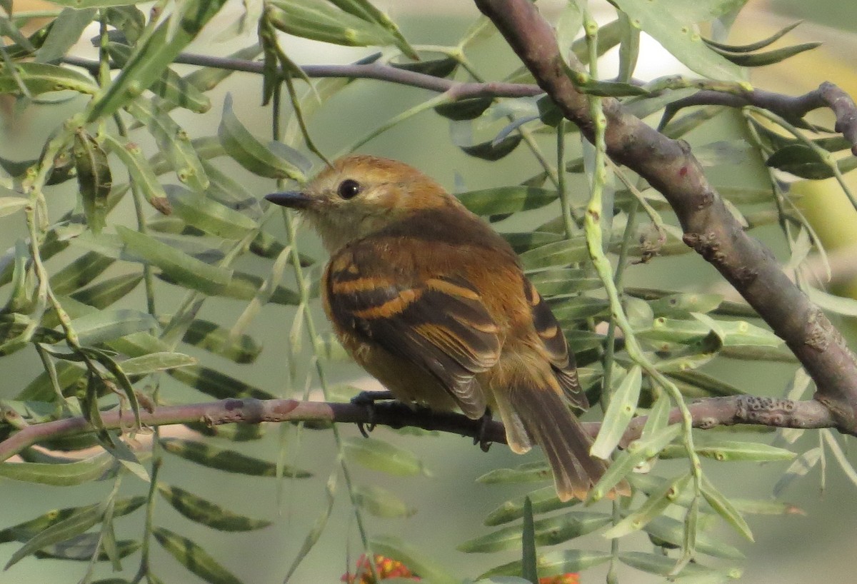 Rufescent Flycatcher - ML205539641