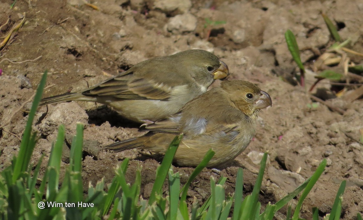 Parrot-billed Seedeater - ML205539671