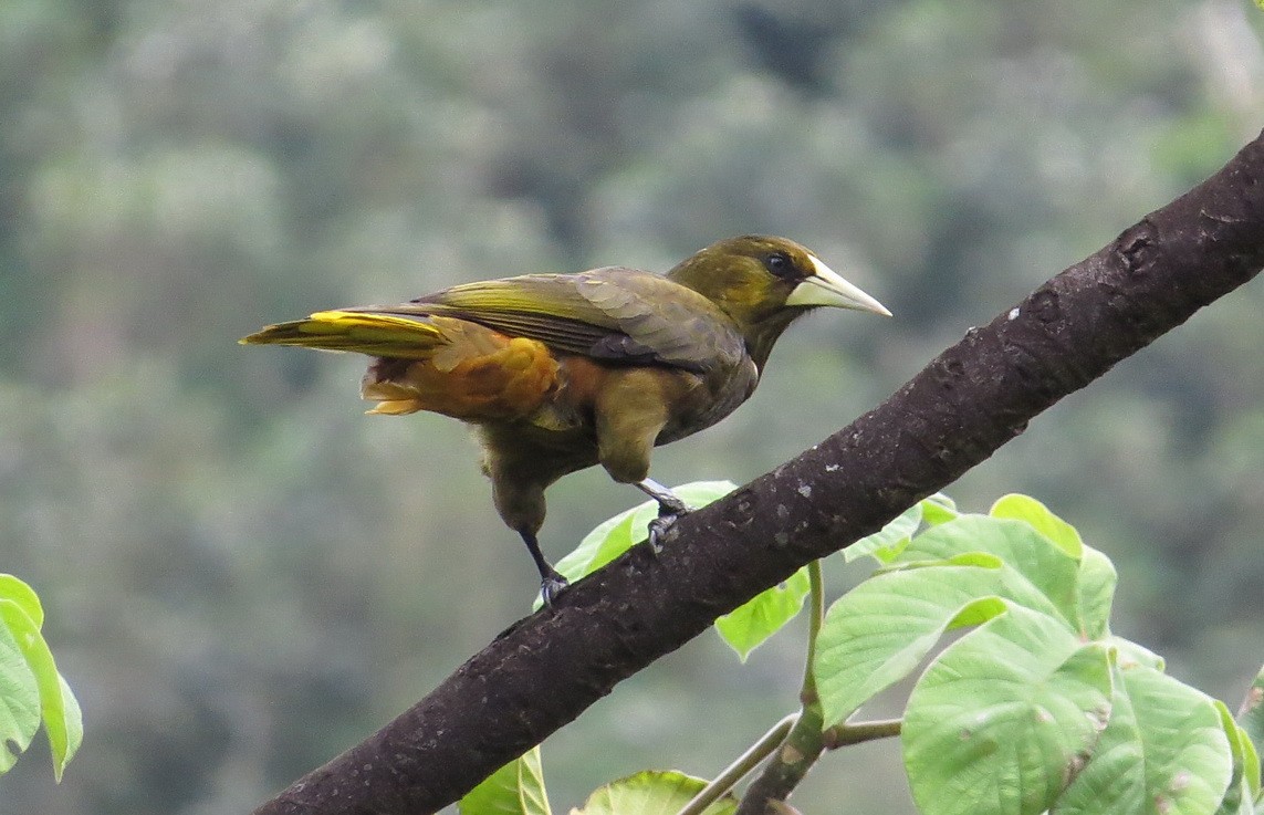 Dusky-green Oropendola - ML205539751