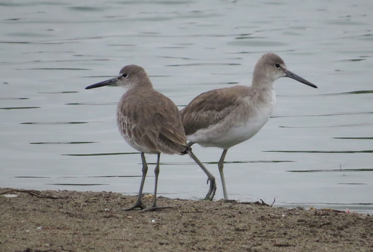 Willet - ML205539941