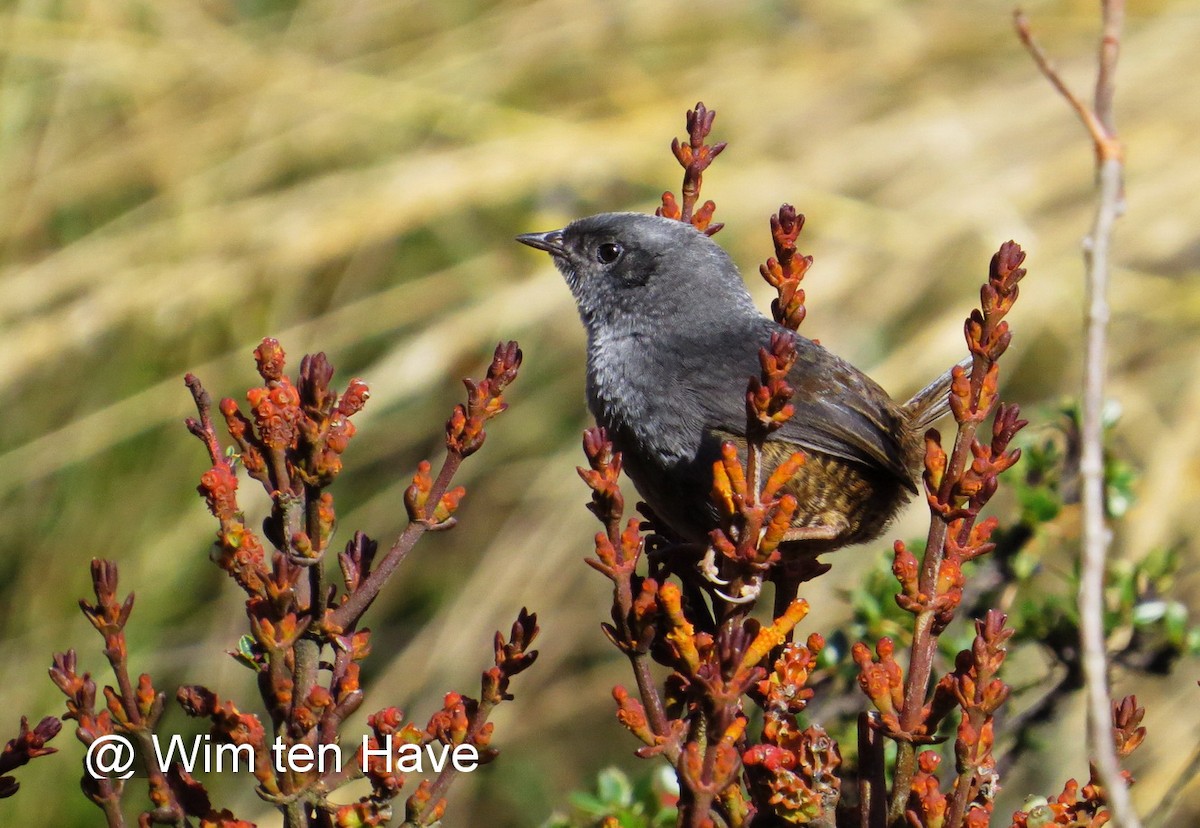 Nebelwaldtapaculo - ML205539961