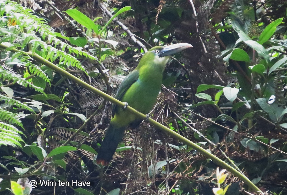 Blue-banded Toucanet - ML205540021