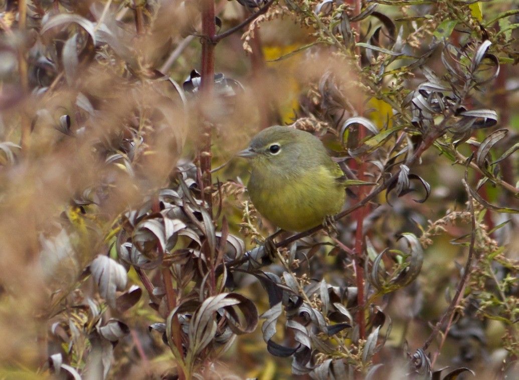 Orange-crowned Warbler - ML20554021