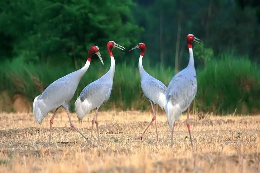 Sarus Crane - ML205540341