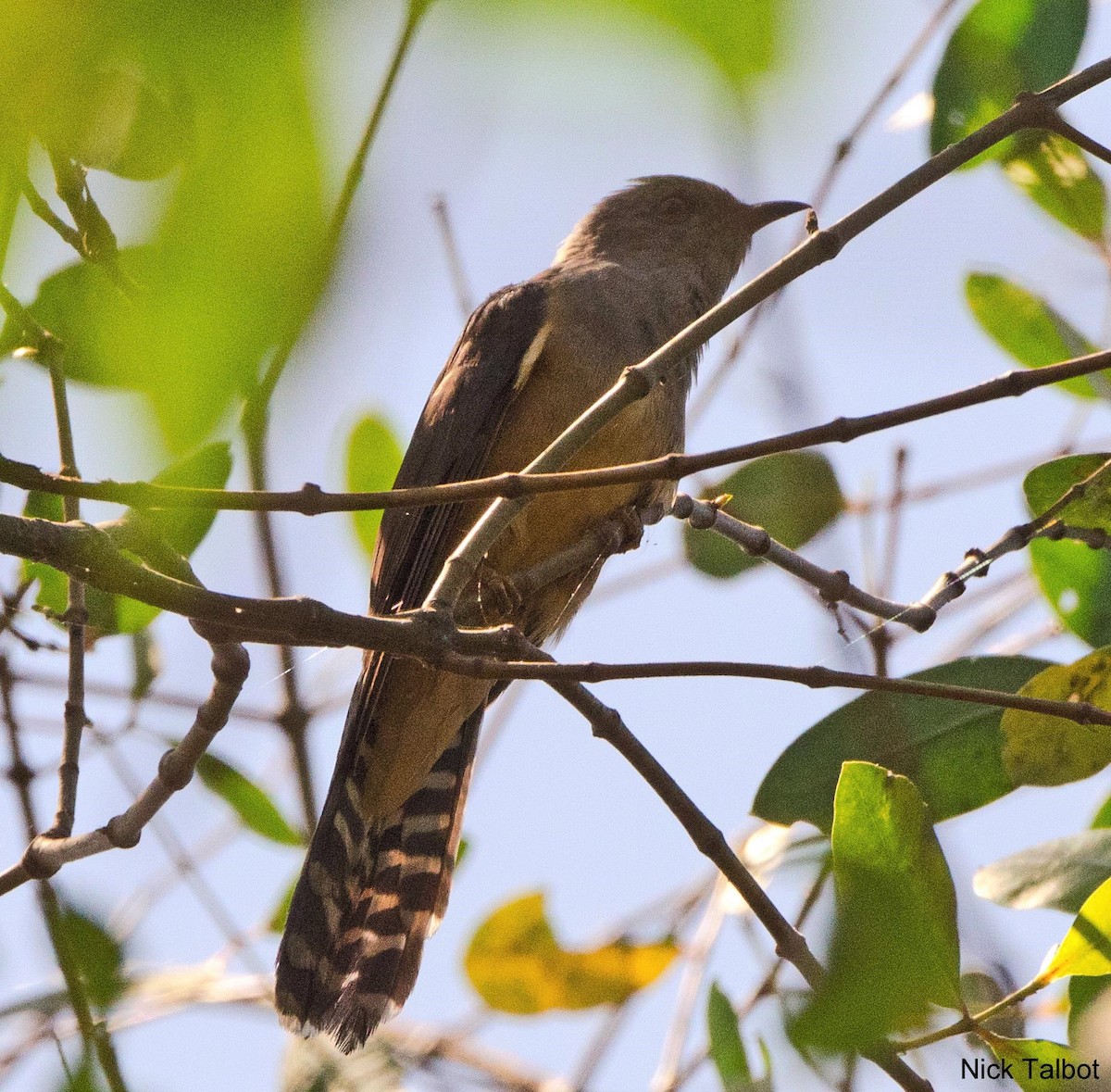 Plaintive Cuckoo - ML205541311