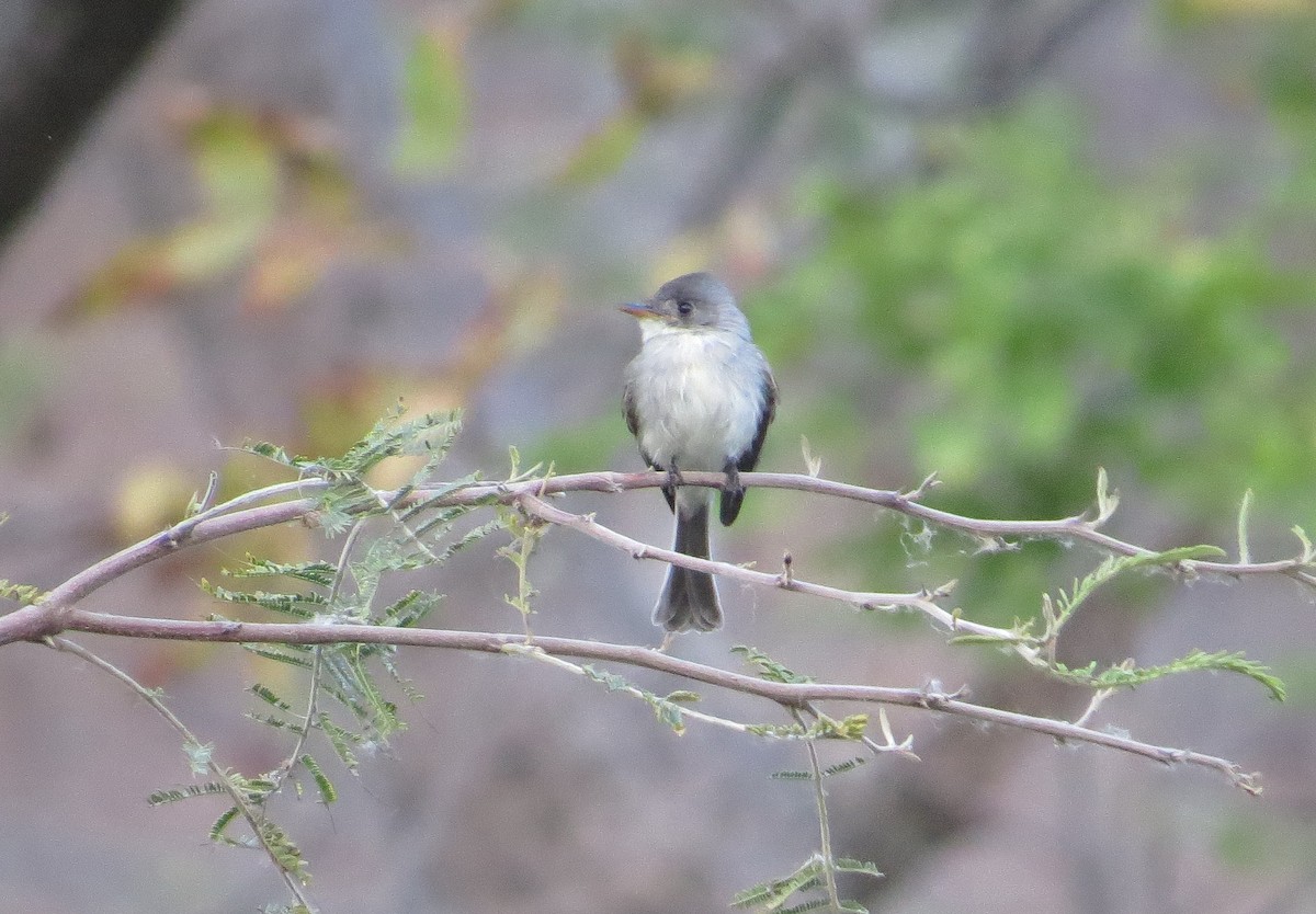 Tumbes Pewee - ML205541581