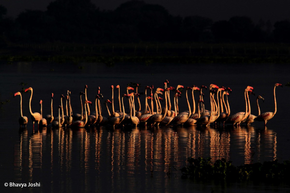 Greater Flamingo - ML205541641