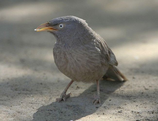 Jungle Babbler (Jungle) - ML205542261