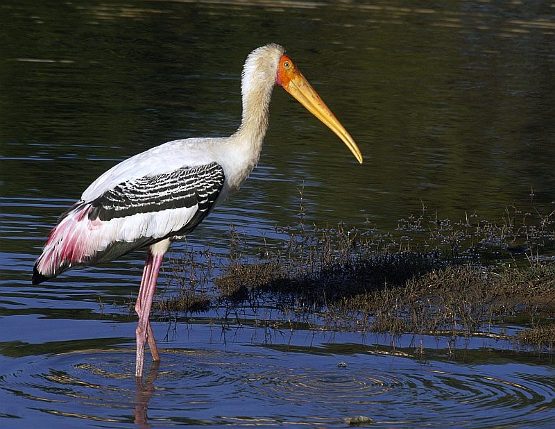 Painted Stork - Jugal Tiwari