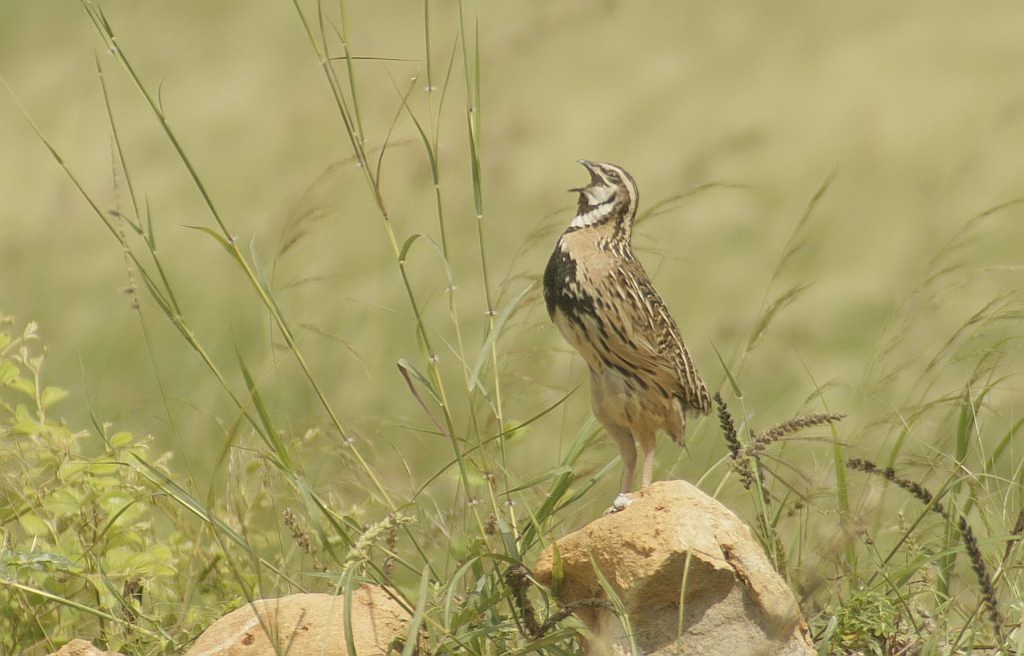 Rain Quail - Jugal Tiwari