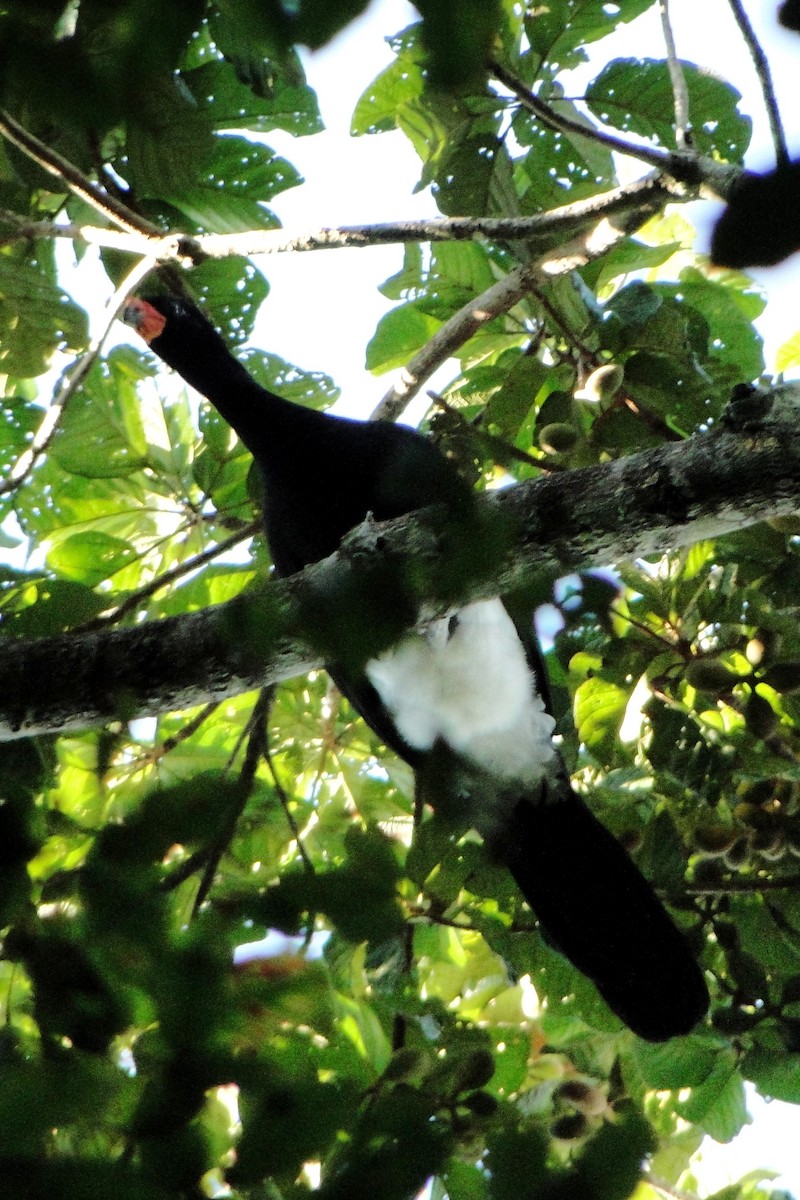 Red-billed Curassow - Carlos Otávio Gussoni