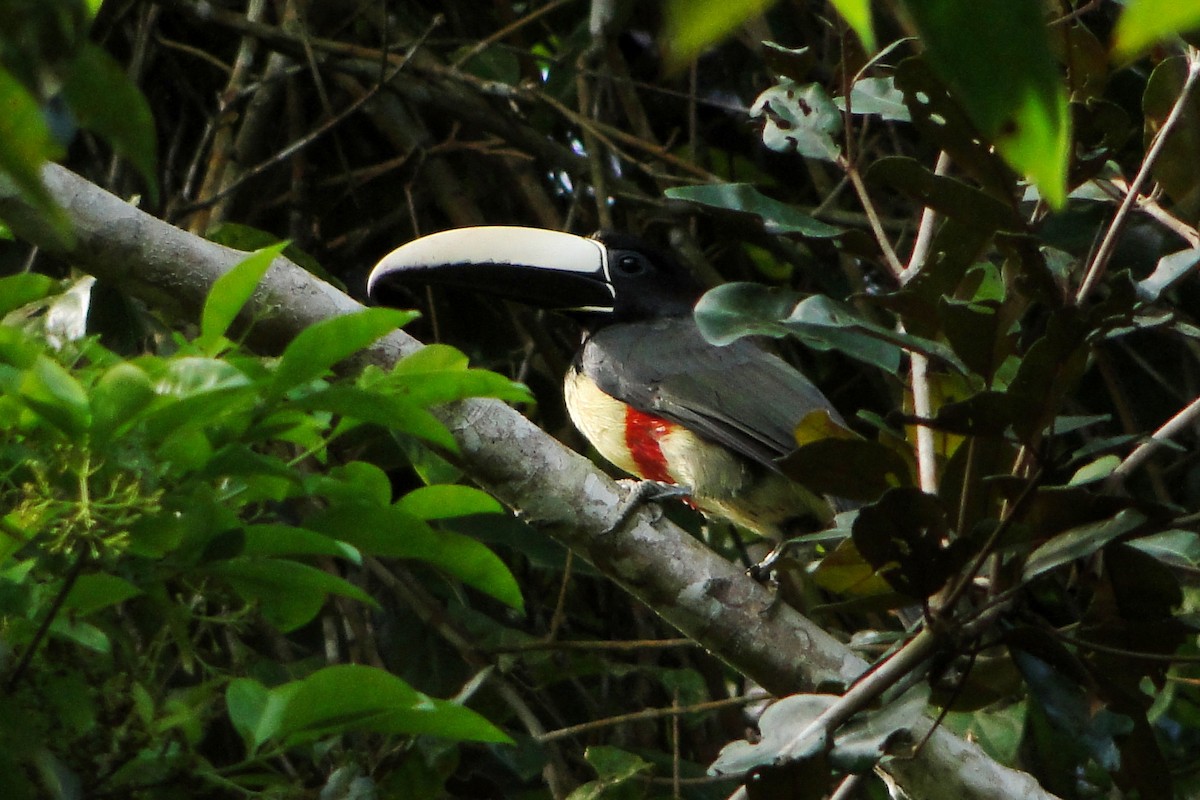 Black-necked Aracari - Carlos Otávio Gussoni