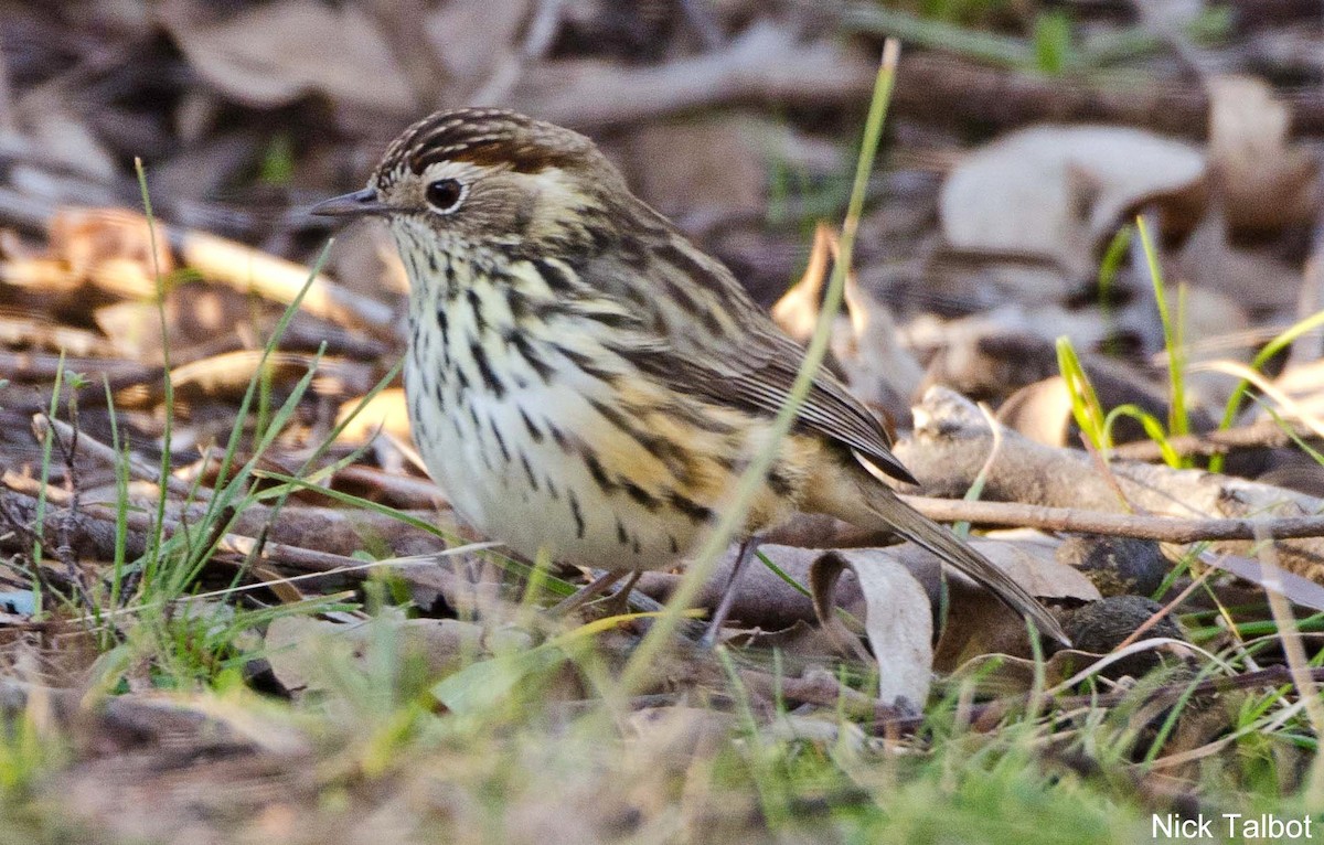 Speckled Warbler - Nicholas Talbot