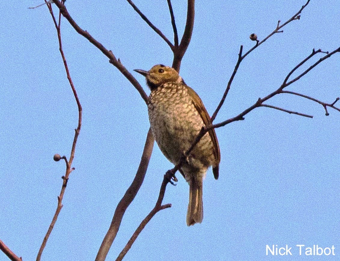 Regent Bowerbird - ML205543361