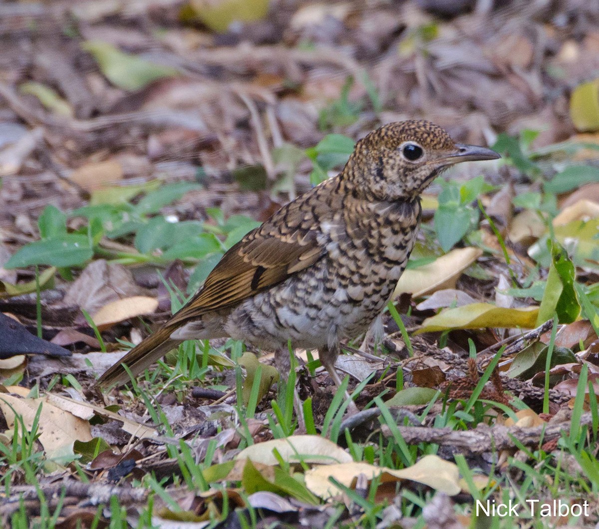 Bassian Thrush - Nicholas Talbot