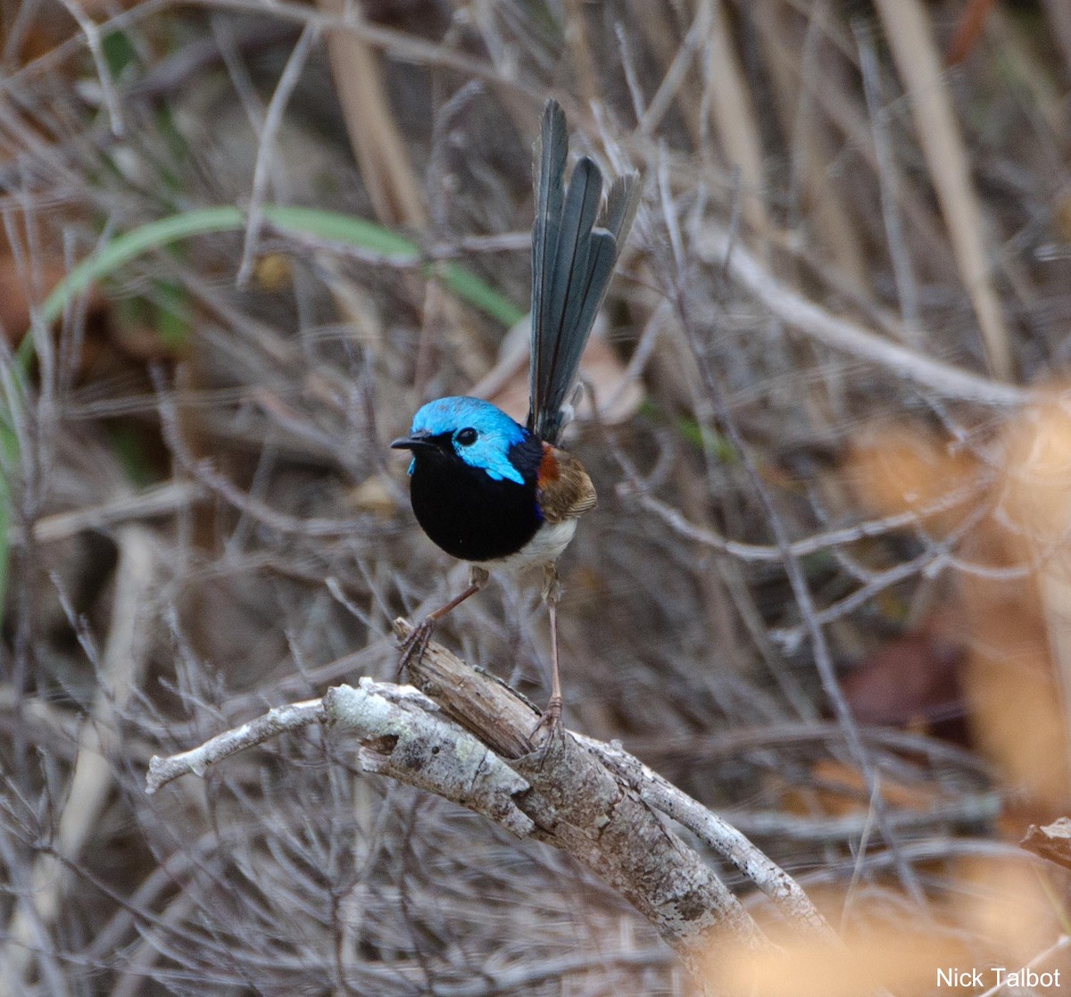 Variegated Fairywren - ML205543641