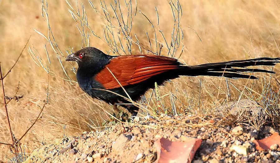 Greater Coucal - Jugal Tiwari