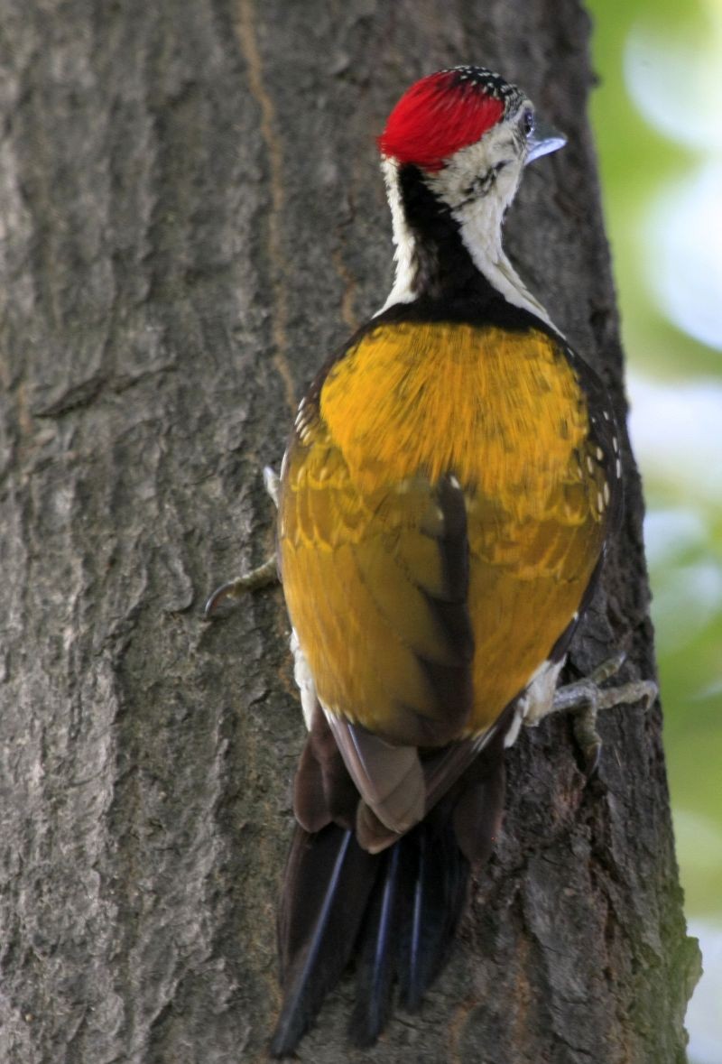 Black-rumped Flameback - ML205544841