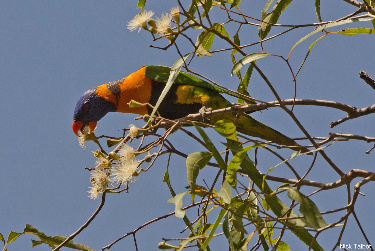 Red-collared Lorikeet - ML205545551