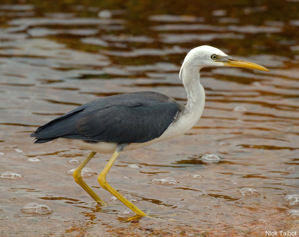 Pied Heron - ML205545571