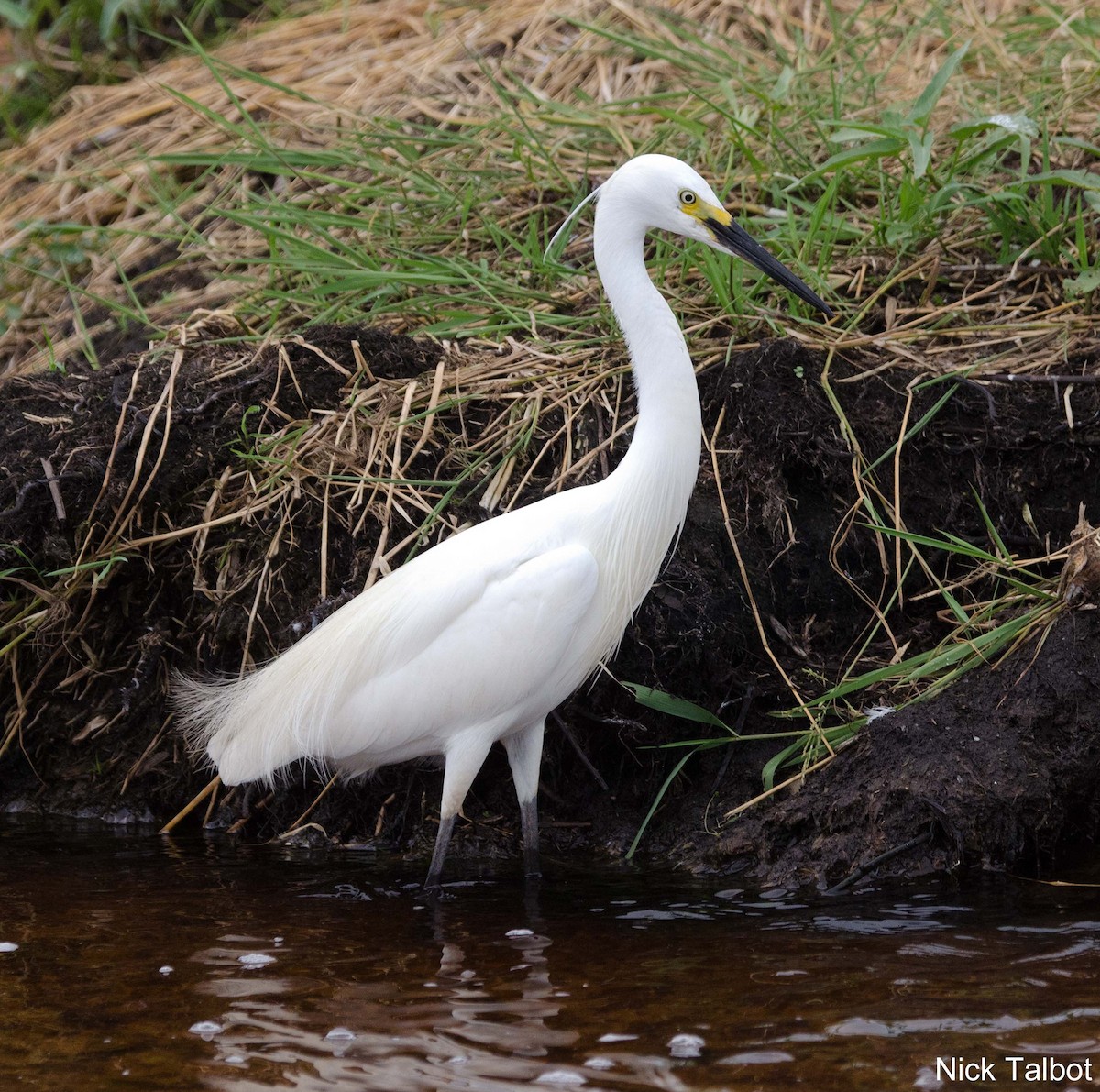 Aigrette garzette (nigripes) - ML205545581