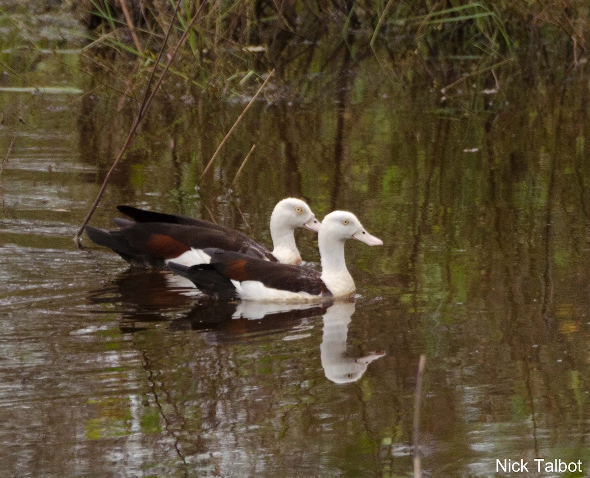 Radjah Shelduck - Nicholas Talbot