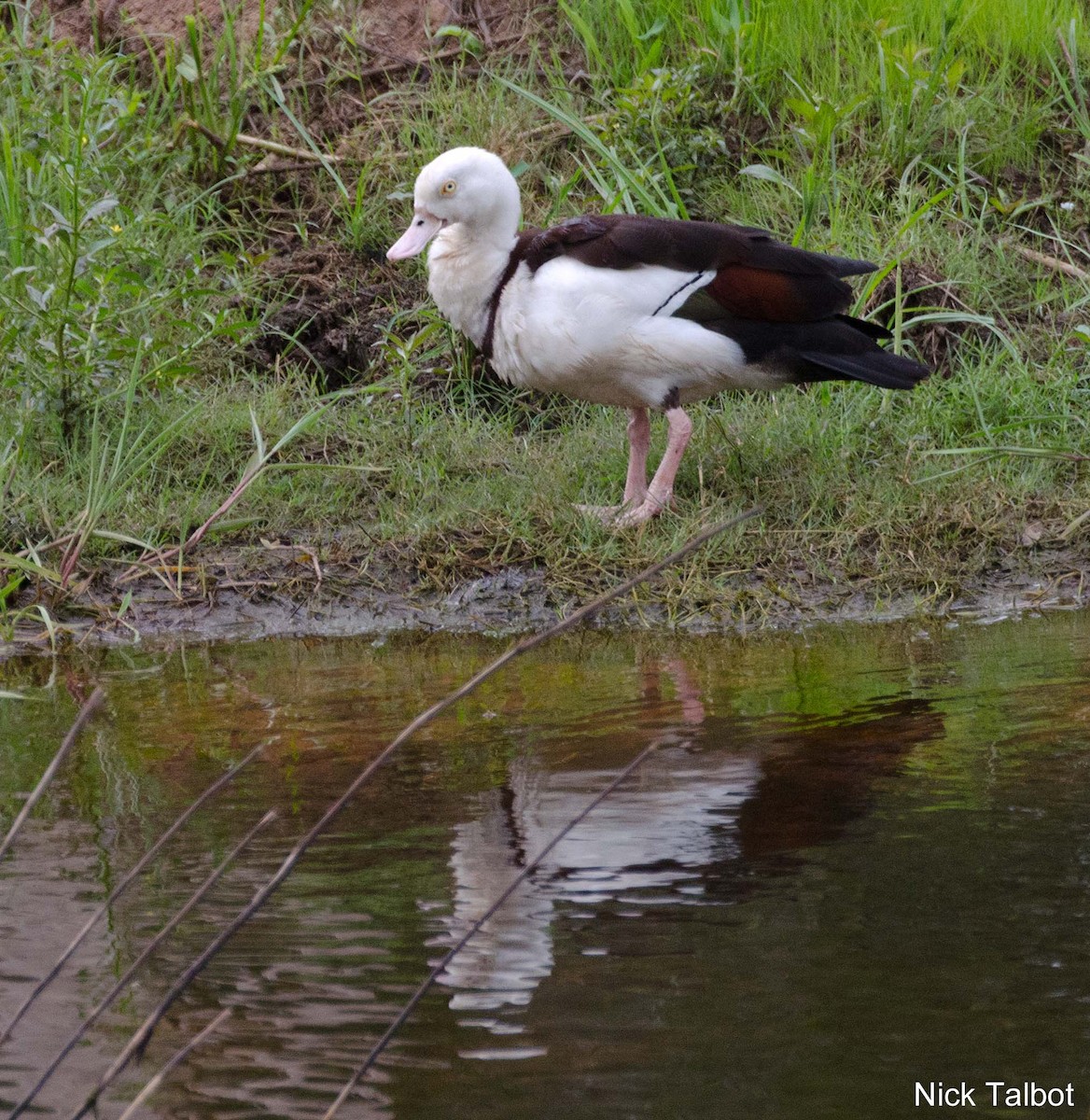 Radjah Shelduck - Nicholas Talbot