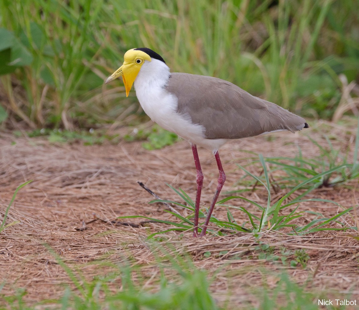 Masked Lapwing (Masked) - ML205545621