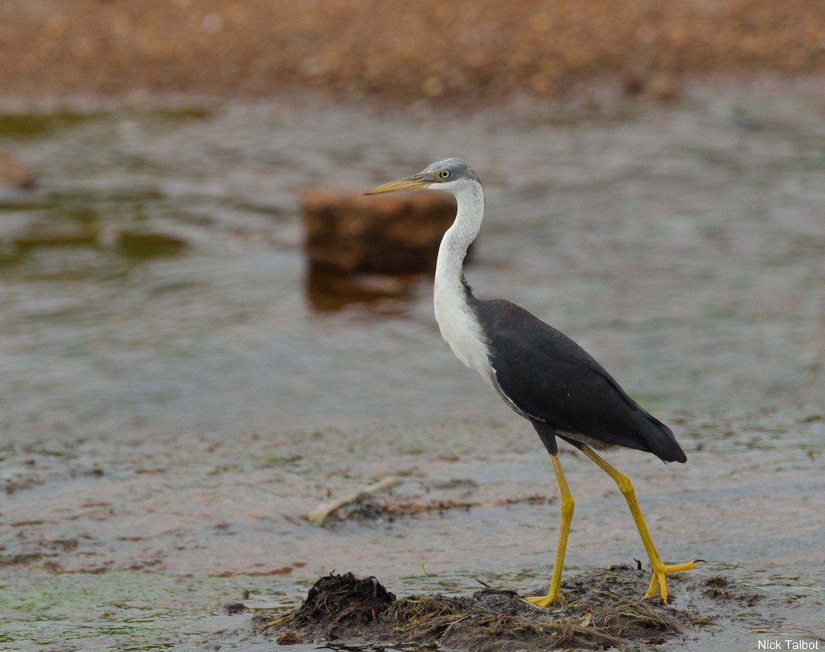 Pied Heron - ML205545651