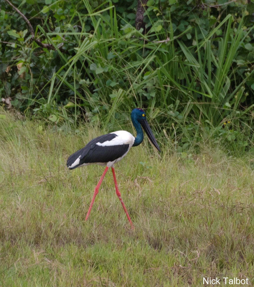 Black-necked Stork - ML205545661