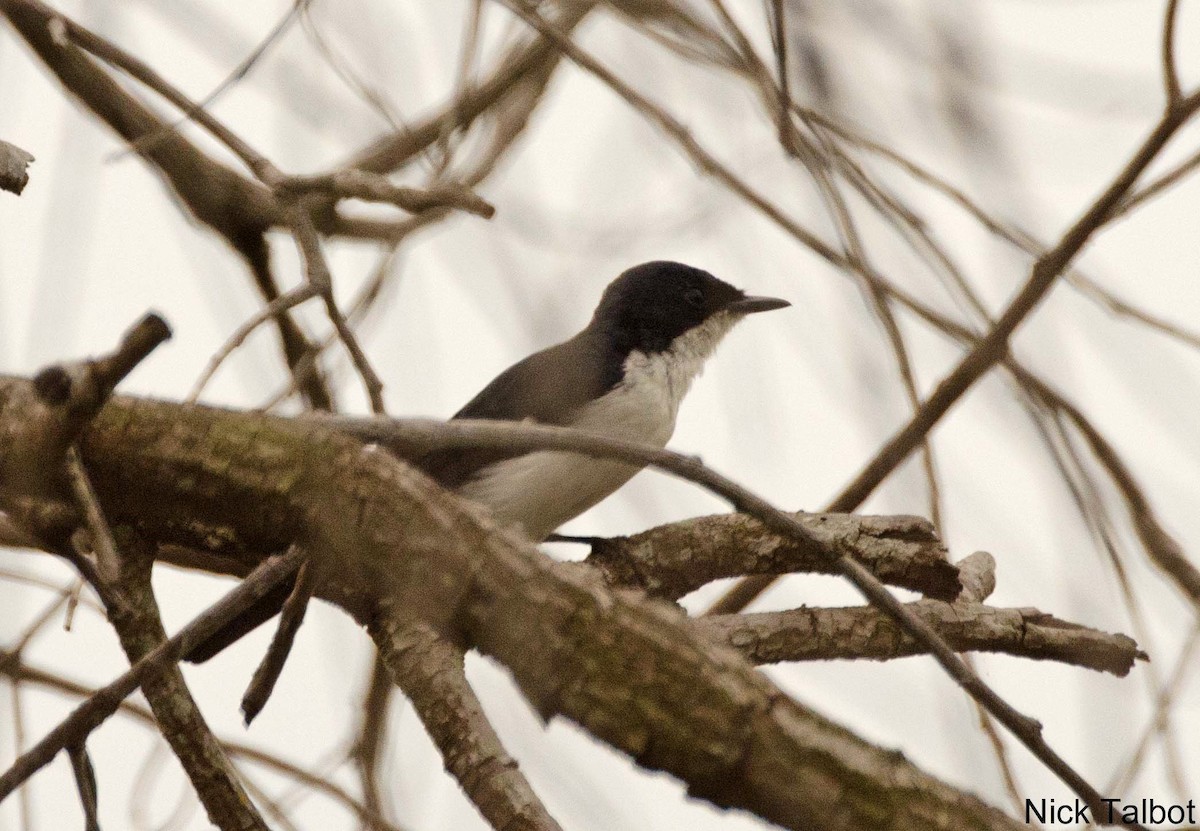 Paperbark Flycatcher - ML205545691