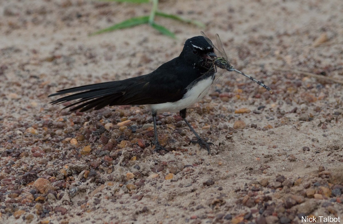 Willie-wagtail - ML205545701