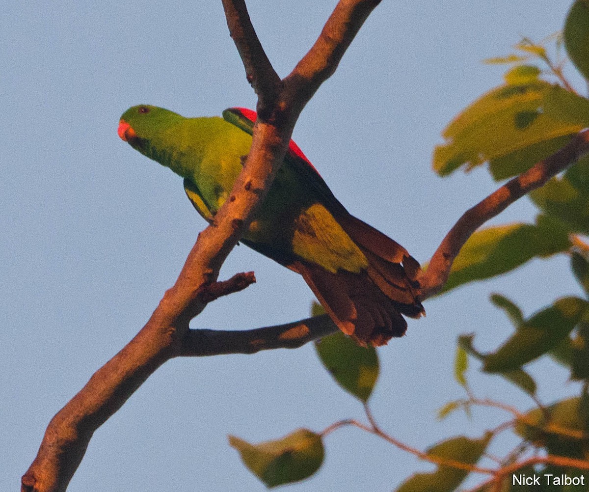 Red-winged Parrot - Nicholas Talbot