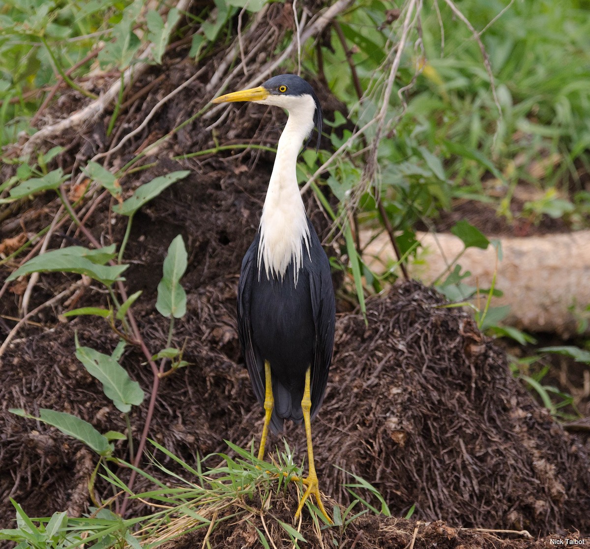 Pied Heron - ML205545881