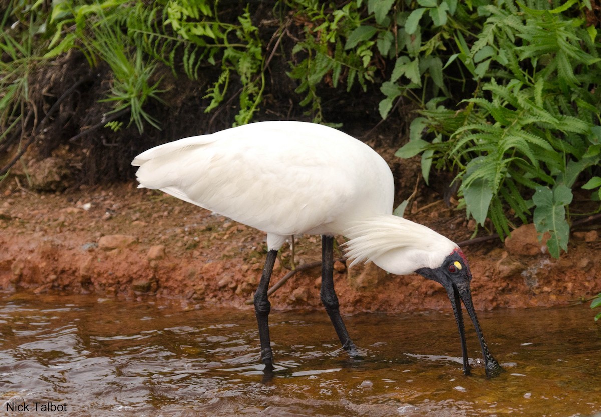 Royal Spoonbill - ML205545891