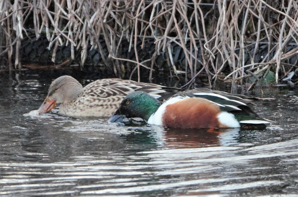 Northern Shoveler - Nicholas Talbot