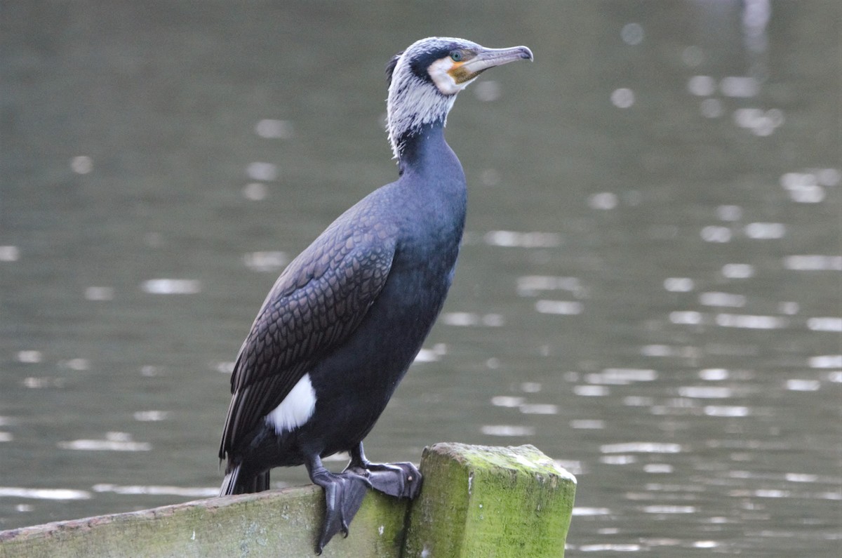 Great Cormorant (North Atlantic) - Nicholas Talbot