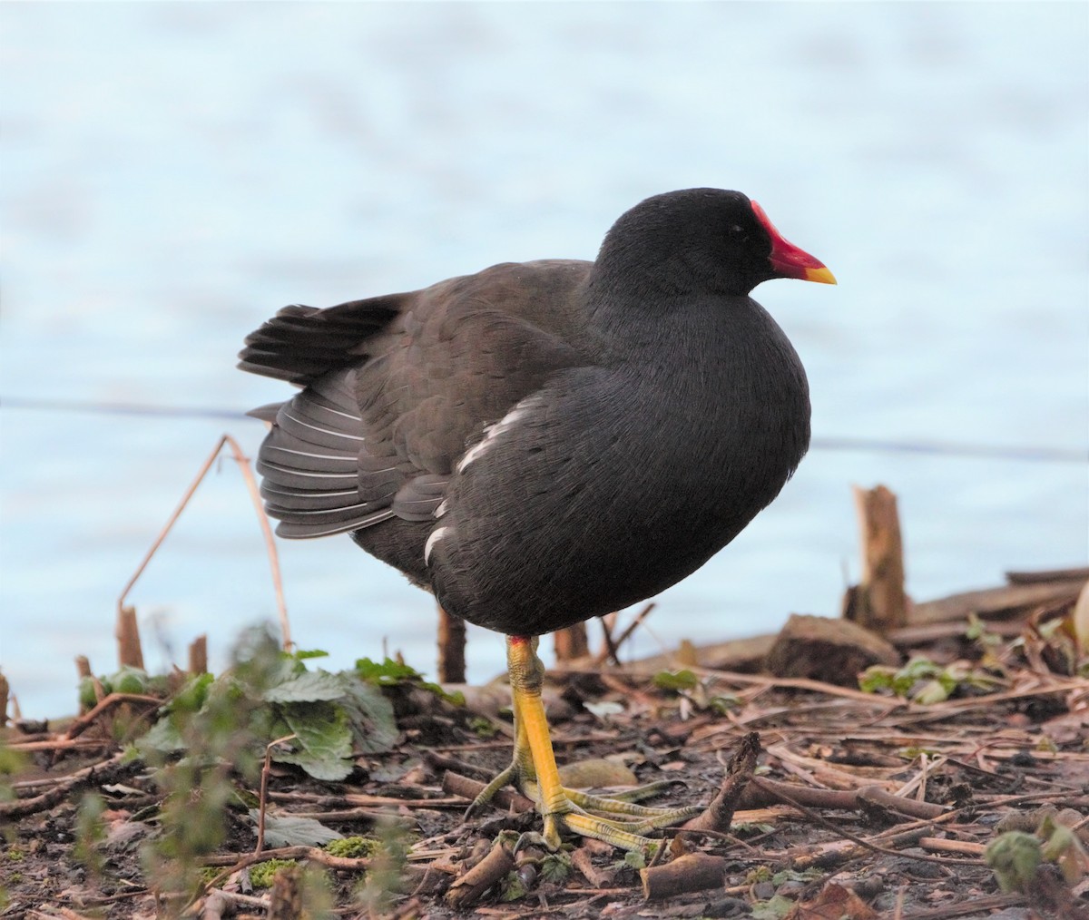 Eurasian Moorhen - ML205548031