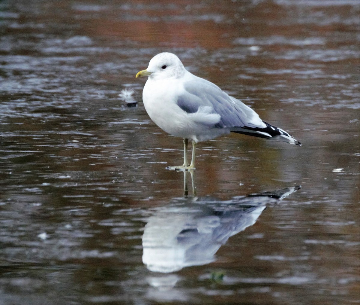 Common Gull (European) - ML205548101