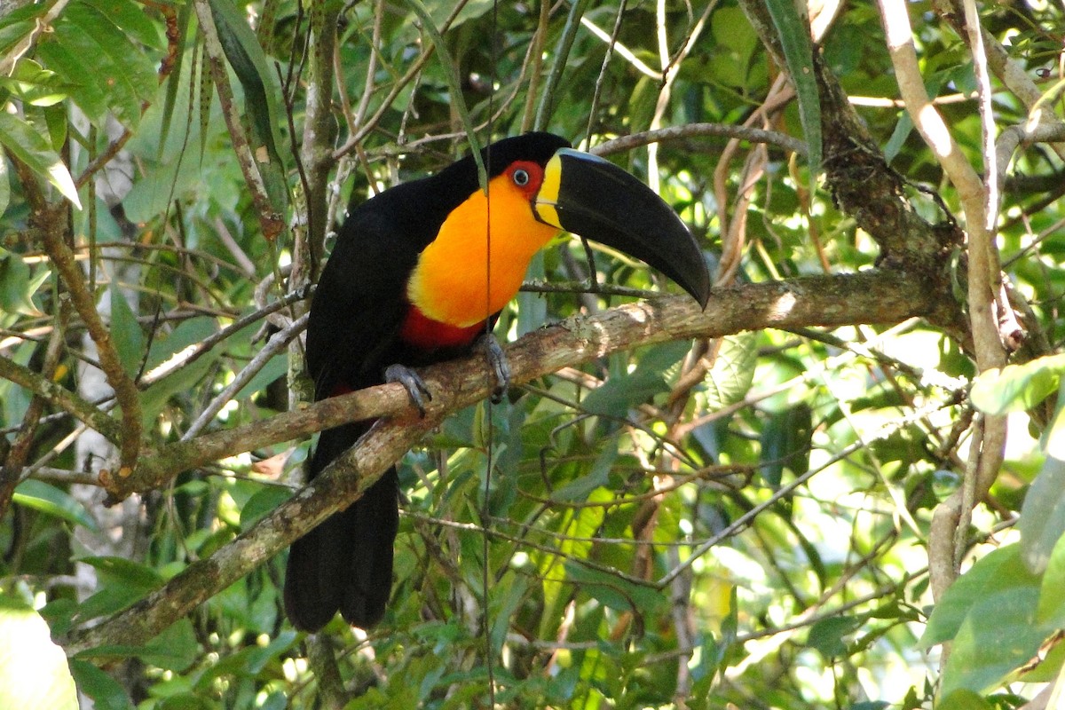 Channel-billed Toucan - ML205549631