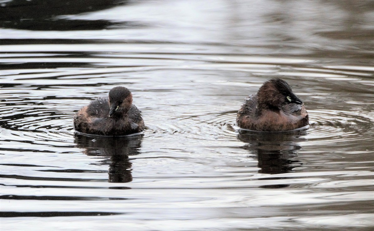 Little Grebe (Little) - Nicholas Talbot