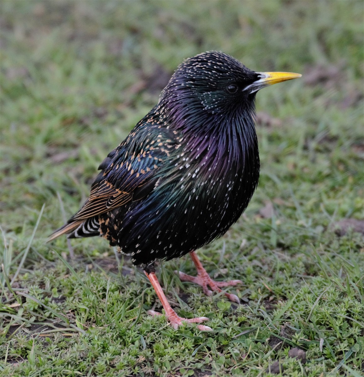 European Starling - ML205549961