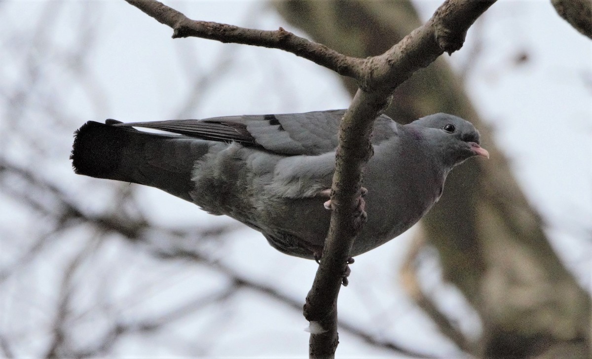 Pigeon colombin - ML205549971