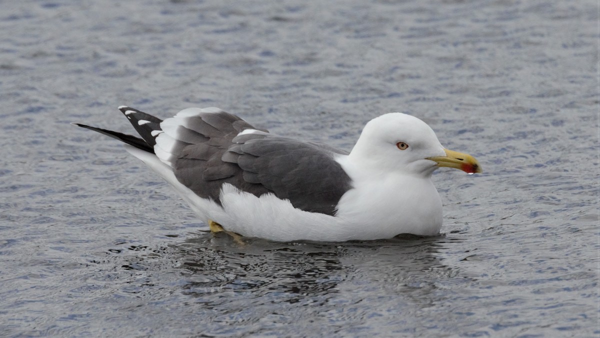 Lesser Black-backed Gull (graellsii) - ML205549981